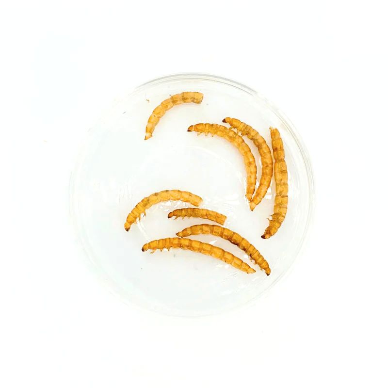 Nature Grains! Mealworm