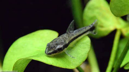 Otocinclus (oto)
