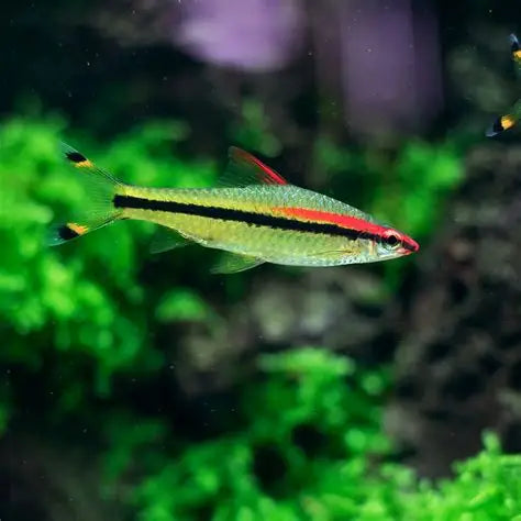 Denison Barb (Sahyadria denisonii)