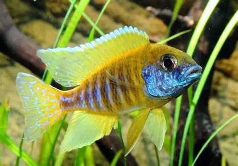 Yellow Peacock (Aulonocara baenschi)