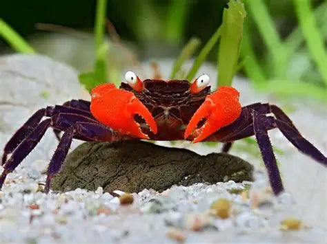 Red Devil Crab (Geosesarma hagen)