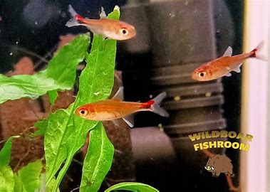 ruby tetras