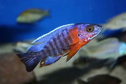 Red shoulder Peacock (Aulonocara hanbaenschi)
