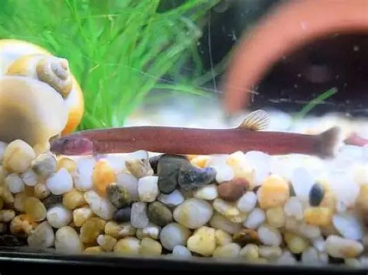 Black Kuhli Loach (Pangio oblonga) *WILD*