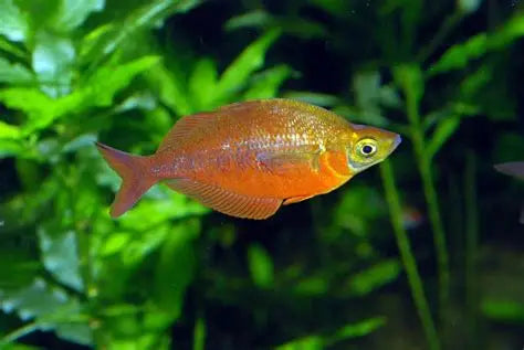Red rainbowfish (Glossolepis incisus)