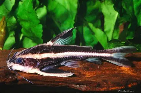 Striped Raphael catfish (Platydoras armatulus) *WILD*