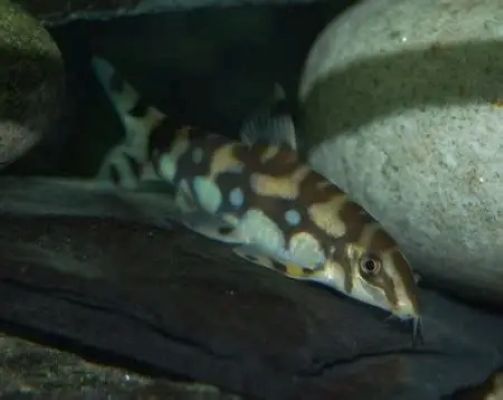 Gold Zebra Loach (Botia histrionica) *WILD*
