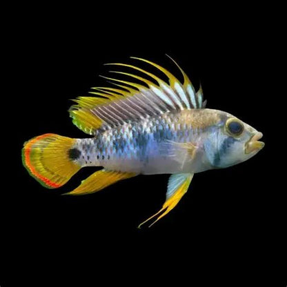 Apistogramma baenschi