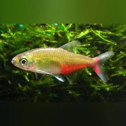 Green Fire Tetra (Aphyocharax rathbuni)
