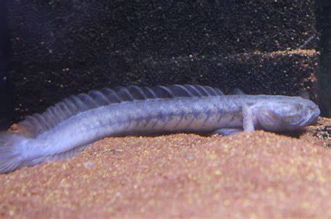 Violet Goby (Gobioides broussonnetii) – Wildboar Fishroom