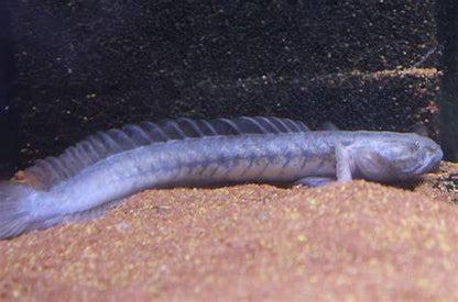 Violet Goby (Gobioides broussonnetii)
