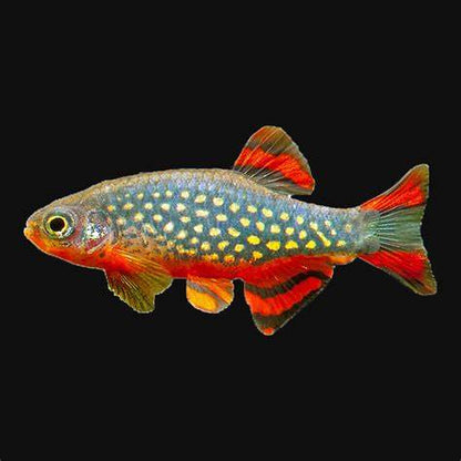 Galaxy Rasbora