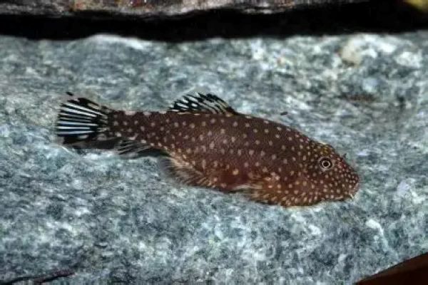 Borneo sucker (Gastromyzon ctenocephalus) *WILD*