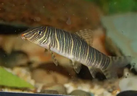 Zebra Loach (Botia striata) *WILD*