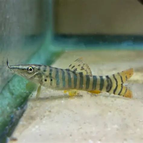 Redfin Tiger Loach (Syncrossus berdmorei) * WILD *