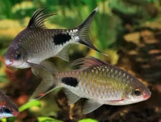 Filament Barb (Dawkinsia filamentosa)