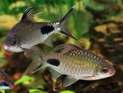 Filament Barb (Dawkinsia filamentosa)