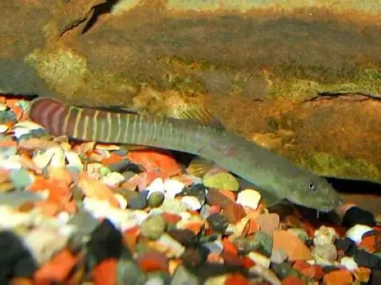 Red-Tailed Squirrel Loach (Aborichthys elongatus) * WILD *