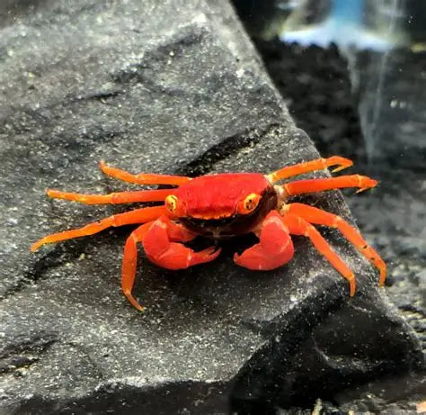 Red ruby Vampire Crab (Tomato crab)