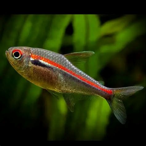 Red Line tetra (Hyphessobrycon amapaensis) * WILD *