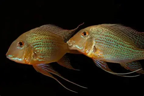 Altifron Eartheater (Geophagus altifrons)