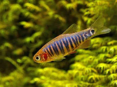 Emerald dwarf rasbora (Microrasbora erythromicron)