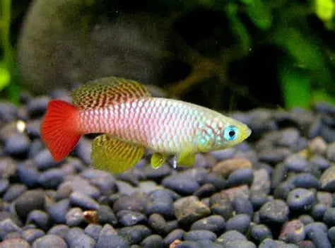 Nothobranchius foerschi pair