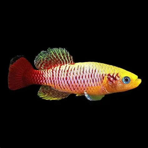 Red Tail Golden pair (Nothobranchius guentheri)