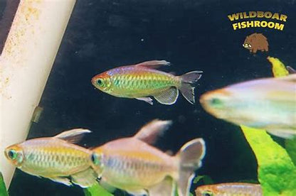 Young congo tetras x 4 and SAE x 3