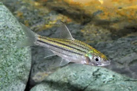 Lined Barb (Striuntius Lineatus)