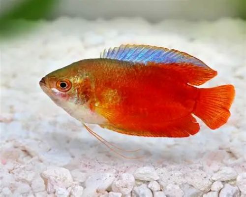 Red Neon Dwarf Gourami (Trichogaster lalius)