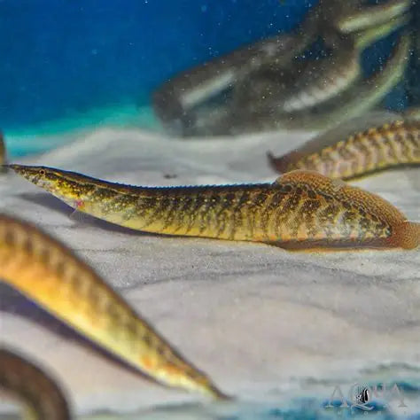 Half-Banded Spiny eel (Macrognathus circumcinctus) *WILD*