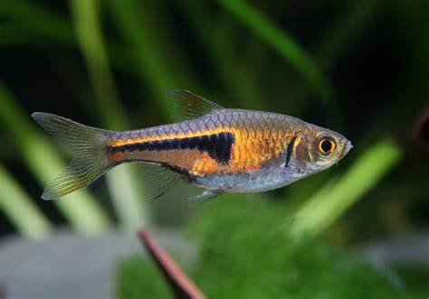 Lambchop Rasbora / Espei Rasboras (Trigonostigma Espei)