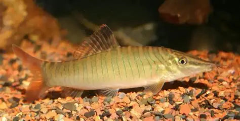 Green Tiger Loach (Syncrossus hymenophysa) *WILD*