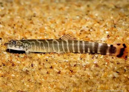 Red-Tailed Squirrel Loach (Aborichthys elongatus) * WILD *