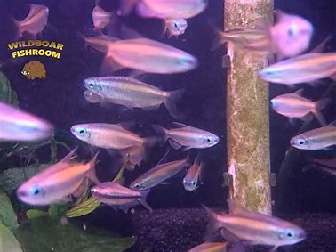 Blue eye congo tetras (Phenacogrammus Aurantiacus)