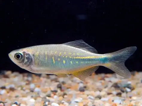 Bengal Danio (Devario Devario) *WILD*