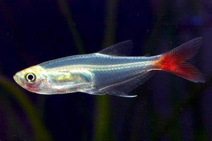 Bloodfin Tetras (Aphyocharax anisitsi)