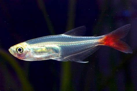 Bloodfin Tetras (Aphyocharax anisitsi)