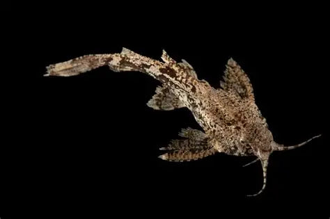 Asian Stone Catfish (Hara Hara)