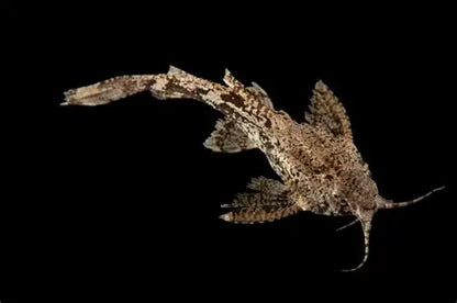 Asian Stone Catfish (Hara Hara)