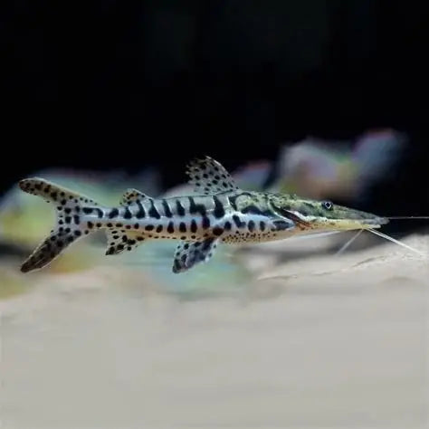 Tiger Shovelnose Catfish (Pseudoplatystoma fasciatum)