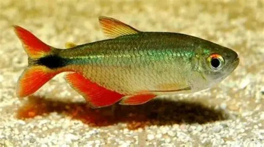 Buenos Aires Tetra (Hyphessobrycon anisitsi)