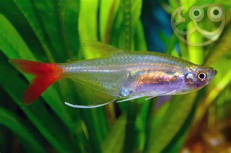 Bloodfin Tetras (Aphyocharax anisitsi)