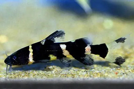 Asian Bumblebee Catfish (Pseudomystus siamensis)