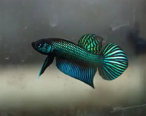 Betta mahachaiensis