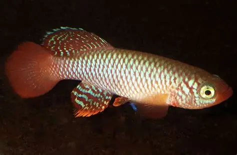 Nothobranchius flammicomantis pair