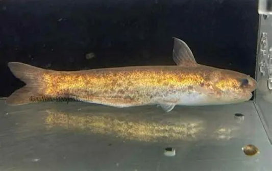 Whale Catfish (Cetopsis orinoco) * WILD *