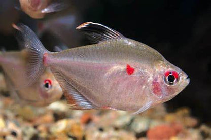 Bleeding heart tetra (Hyphessobrycon erythrostigma)