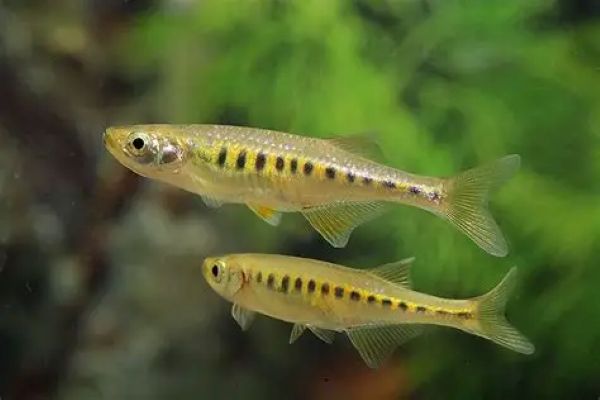 Lake Inle Danios (Inlecypris auropurpurea) *WILD*